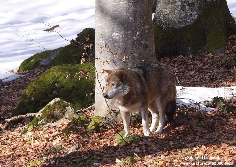 Vlk obecný eurasijský, Canis lupus lupus (Savci, Mammalia)